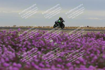media/Jan-14-2023-SoCal Trackdays (Sat) [[497694156f]]/Turn 14 Exit Bloomig (145pm)/